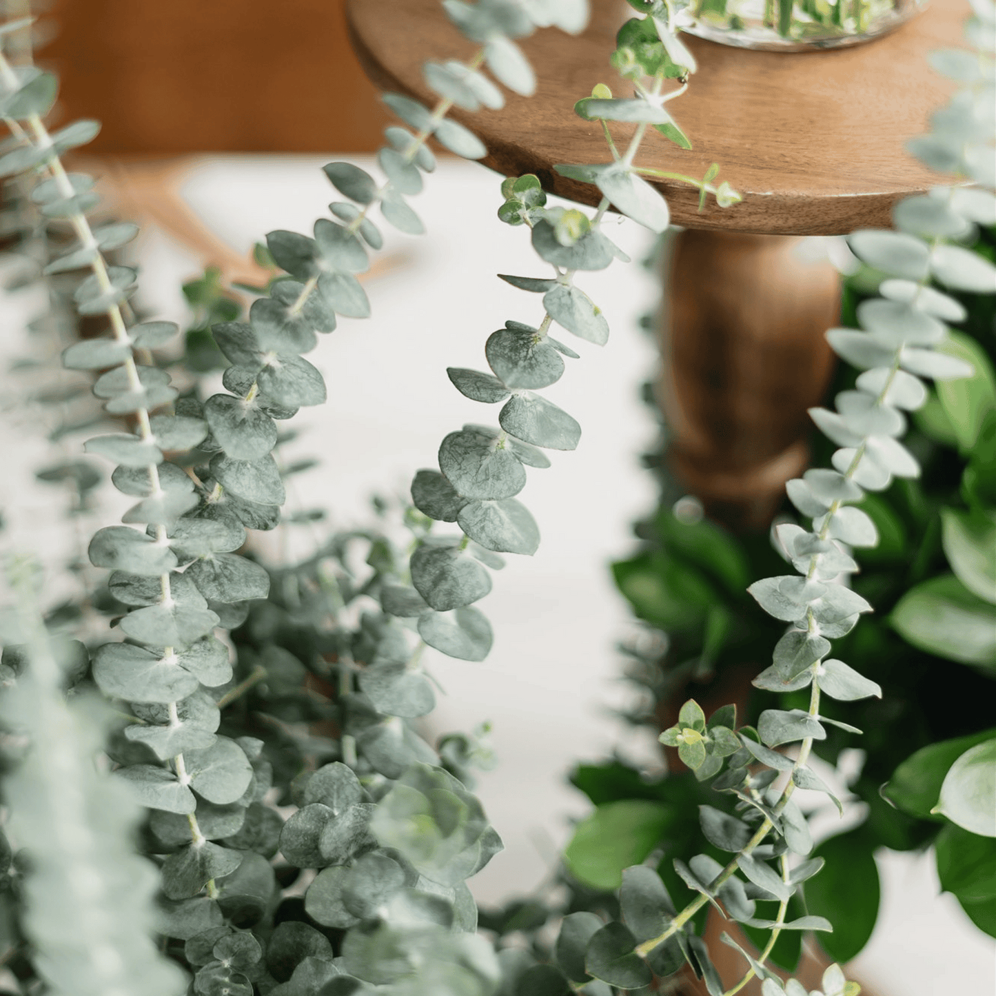 Eucalyptus fresh