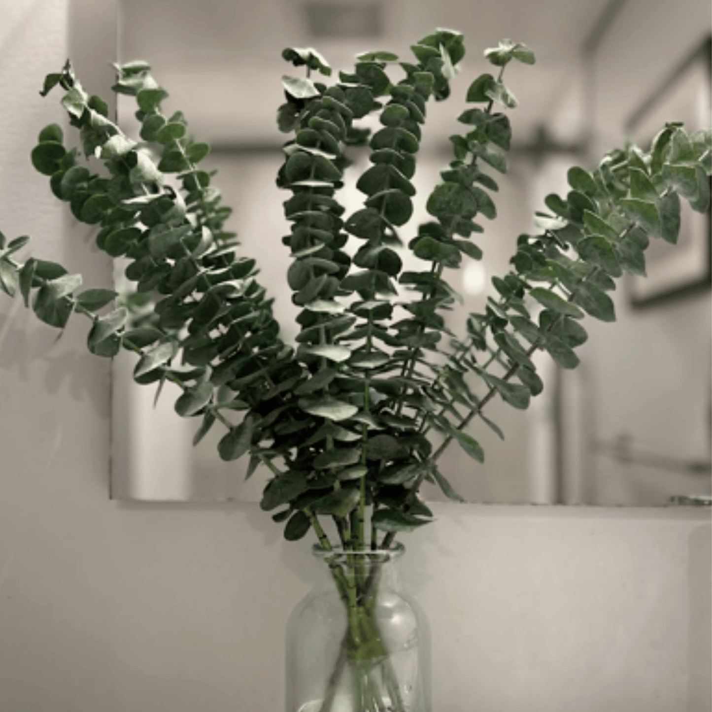 Eucalyptus fresh