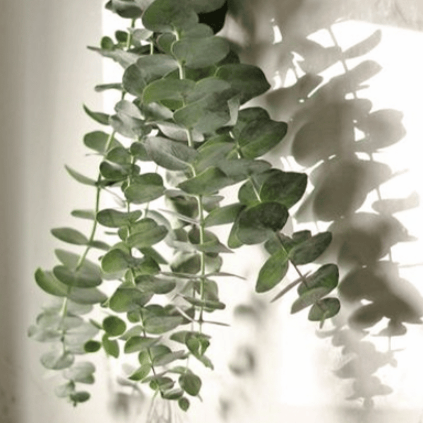 Eucalyptus fresh